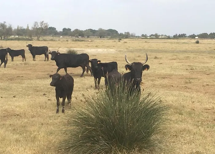 Jolie maison de ville rénovée à 50m des Arènes