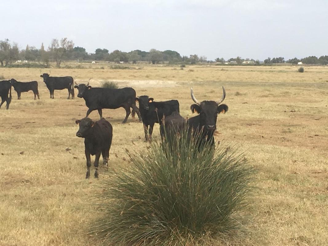 Hébergement de vacances Jolie Maison De Rénovée à 50m Des Arènes Arles